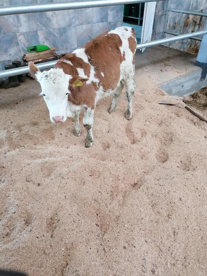 Woferlhof, Ferienhof Boxhorn Bobrach Luaran gambar